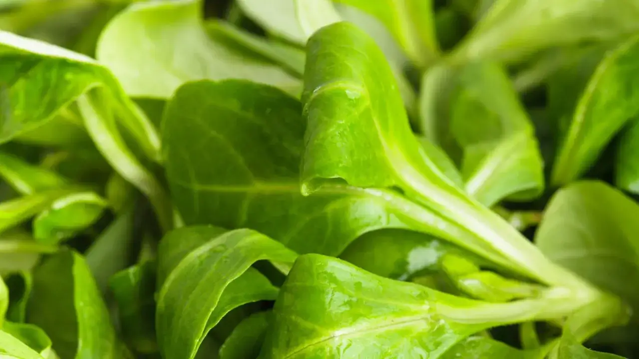 Foglie verdi e fresche di lattuga, perfette da raccogliere e gustare. Un'ottima idea su cosa piantare a marzo per un raccolto primaverile.