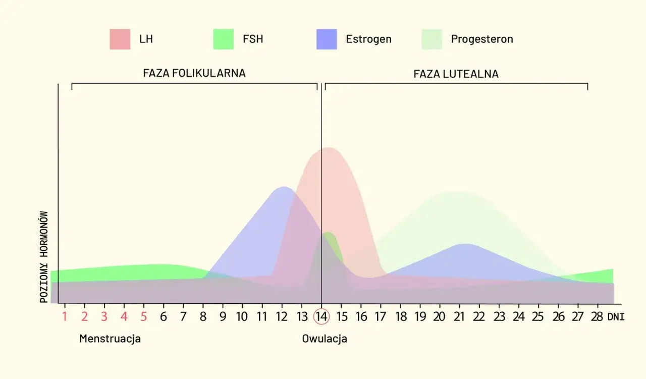 Wykres cyklu menstruacyjnego: LH, FSH, estrogen, progesteron. Faza folikularna i lutealna. Owulacja ok. 14 dnia.