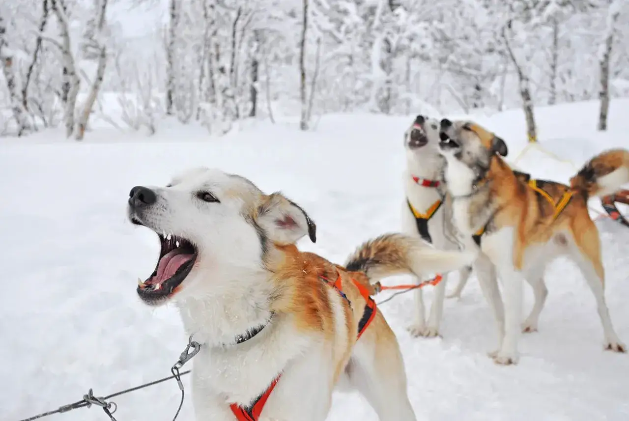 Huskies ylar i sn&ouml;n, redo f&ouml;r &auml;ventyr i Kiruna vinter.
