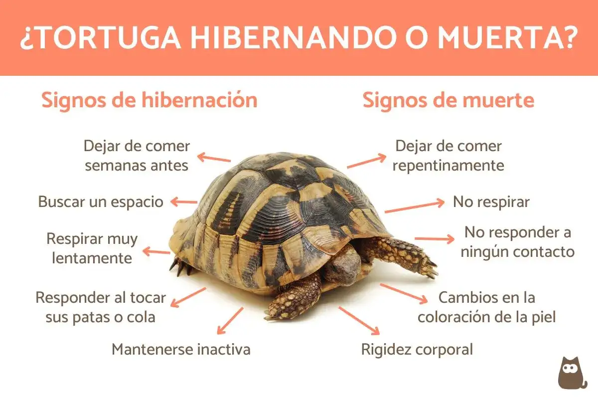 Tortuga con flechas indicando signos de hibernaci&oacute;n (comer menos, buscar espacio, respirar lento, inactiva) o muerte (no comer, no respirar, sin respuesta, cambios en piel, rigidez). Las tortugas hibernan para sobrevivir al fr&iacute;o.