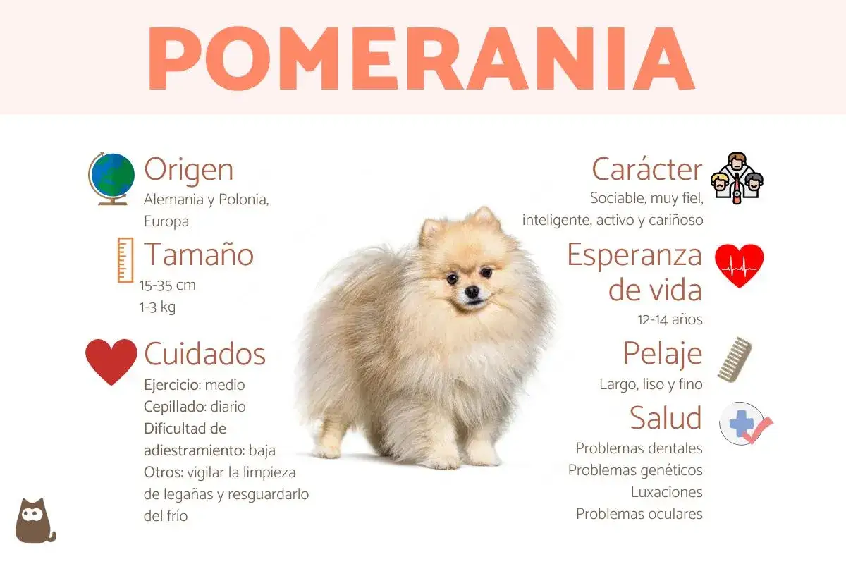 Un pomerania mediano, esponjoso y adorable, con informaci&oacute;n sobre su origen, tama&ntilde;o, cuidados, car&aacute;cter, esperanza de vida, pelaje y salud.