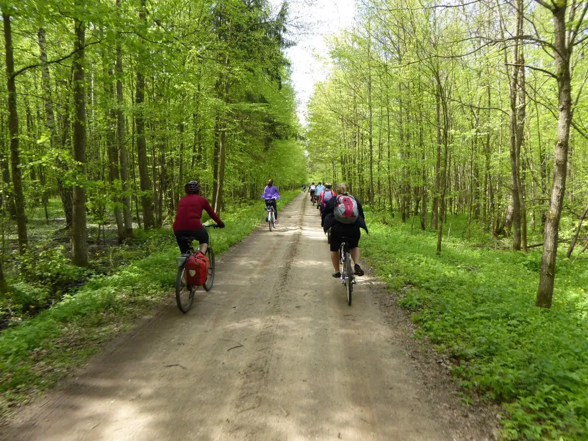 Grupa rowerzystów przemierza leśną drogę w okolicach Hajnówki, Białowieża. Wiosenna zieleń otacza ścieżkę.
