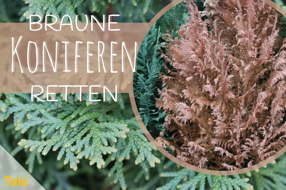 Braune Koniferen retten: Ein Teil der Zypresse ist braun und trocken, während daneben noch grüne Nadeln zu sehen sind.
