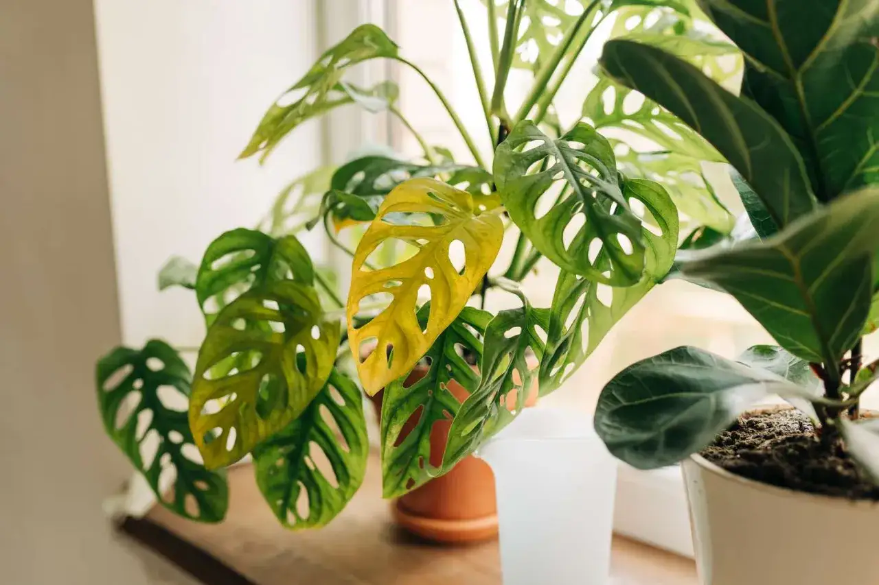 Monstera dziurawa z charakterystycznymi, ażurowymi liśćmi, w tym jeden żółty, na parapecie.