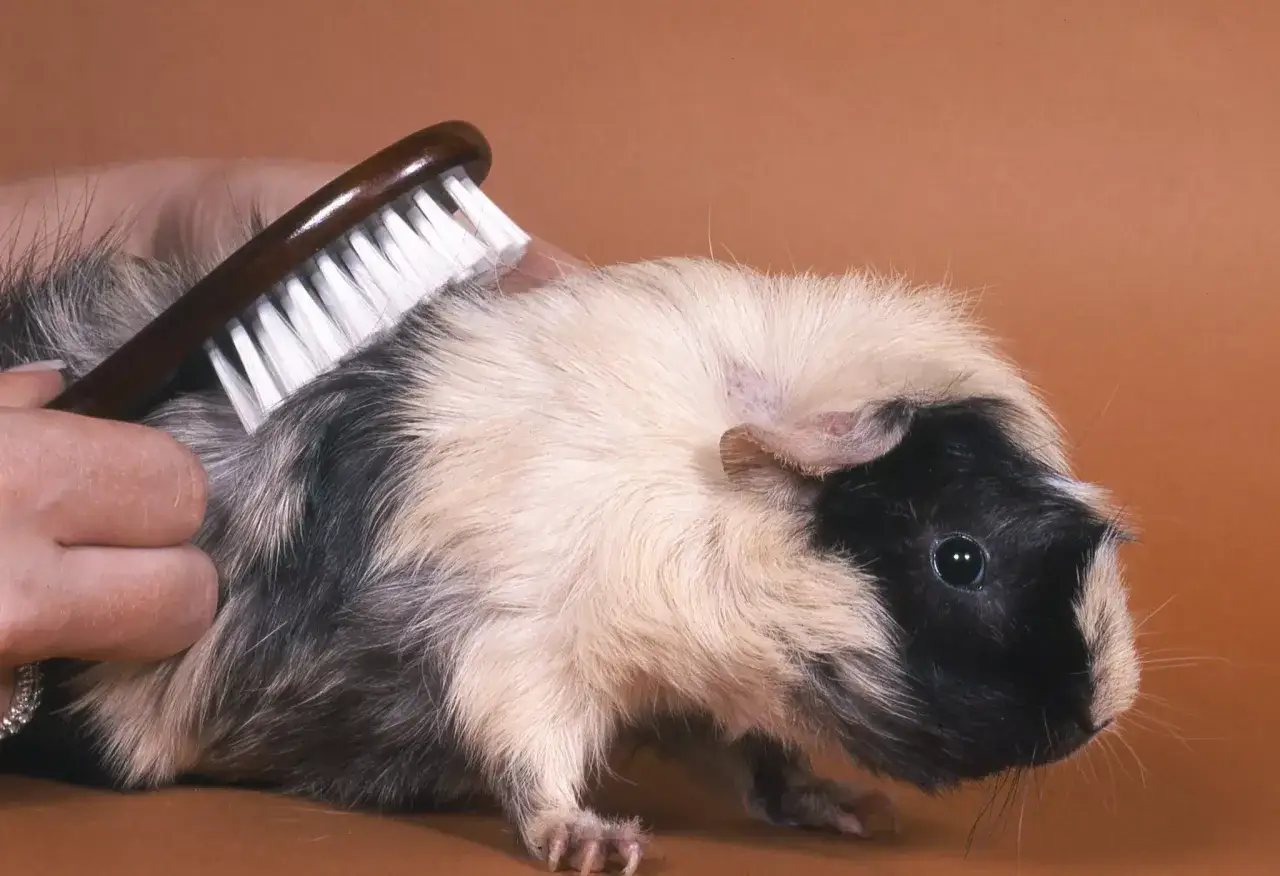Ein Meerschweinchen bekommt eine meerschweinchen frisur. Eine Hand bürstet sein Fell, um es schön und ordentlich zu machen.