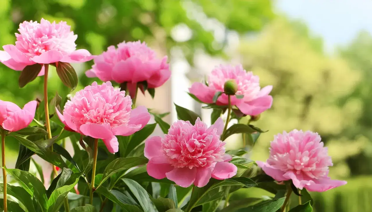 Magnifiques pivoines roses épanouies, annonçant la saison des pivoines. Leurs pétales délicats se déploient dans un jardin verdoyant.