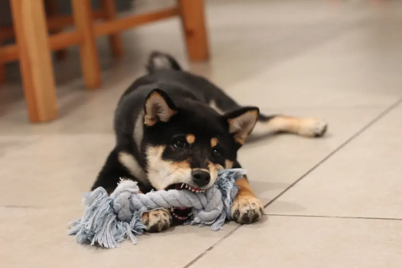 Mały szczeniak shiba inu z zapałem gryzie niebieską linę. Widać, jak długo szczeniak gryzie, bo jego ząbki są mocno wbite w zabawkę.