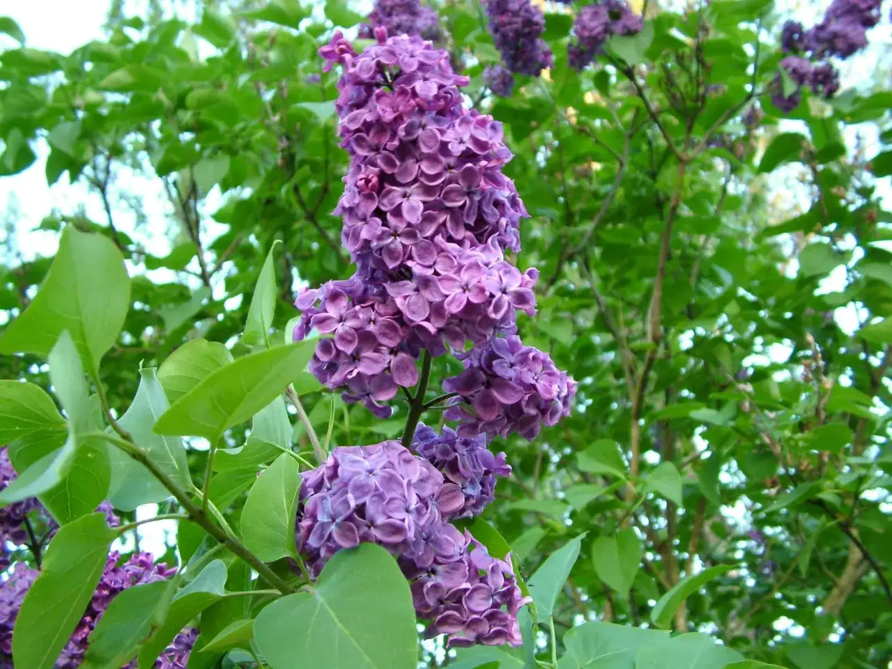 Vackra lila syrenblommor i full blom. En perfekt tid att plantera syren f&ouml;r att njuta av doften och f&auml;rgen n&auml;sta &aring;r.