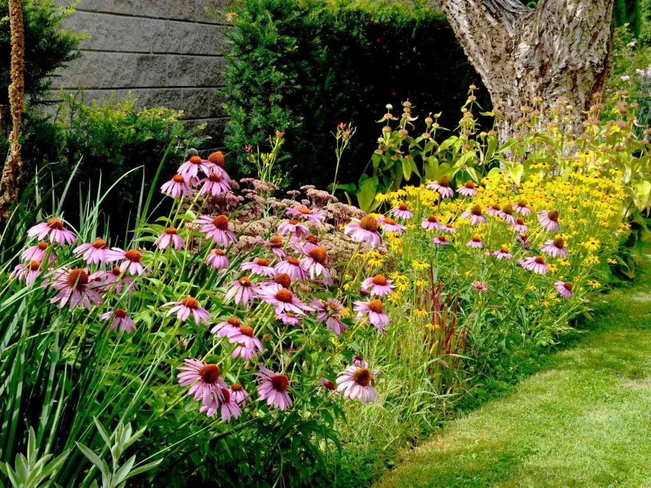 A vibrant garden bed overflowing with pink coneflowers and yellow black-eyed Susans, showcasing beautiful drought tolerant annuals thriving in the sun.