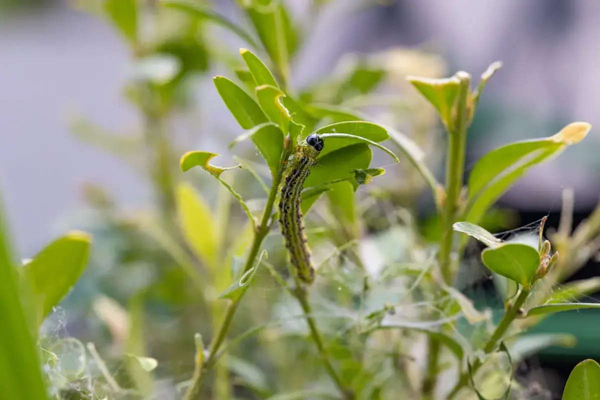 Une chenille verte rayée, la pyrale du buis, dévore une feuille verte. Des fils de soie entourent les branches.