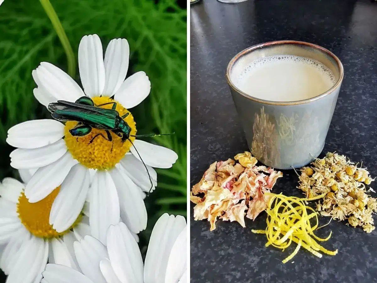 Kamille, bekannt f&uuml;r ihre beruhigende kamille wirkung seelisch, bl&uuml;ht mit K&auml;fern. Daneben eine Tasse Tee mit getrockneten Bl&uuml;ten und Zitronenschale.