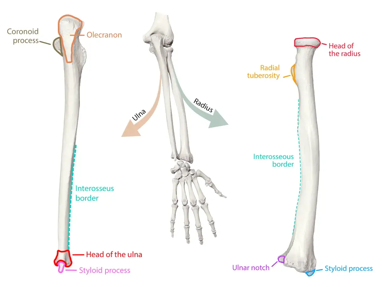 Anatomia przedramienia: kość promieniowa z głową, guzowatością i brzegiem międzykostnym, obok kości łokciowej.