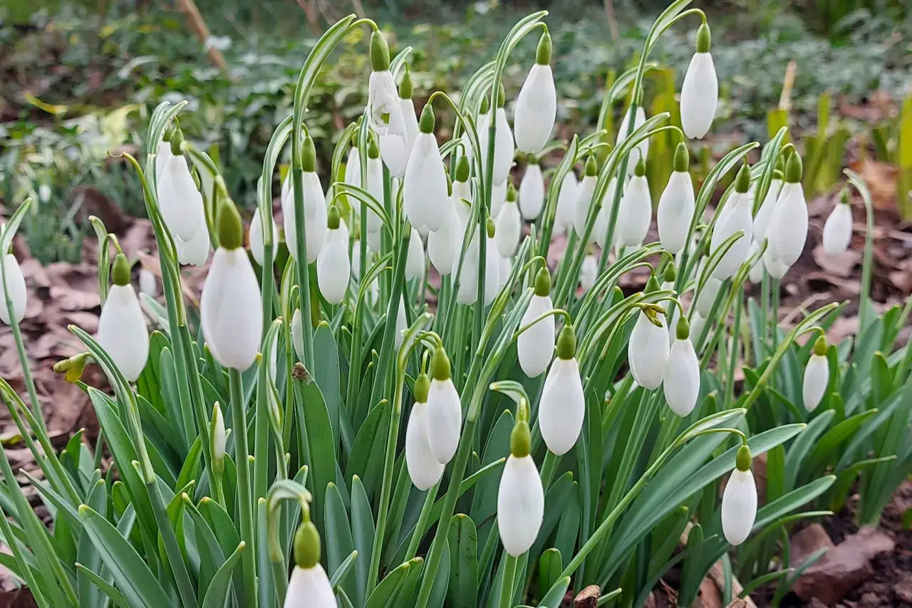 Un bouquet de perce-neige fleur, annon&ccedil;ant le printemps, se dresse fi&egrave;rement sur un lit de feuilles mortes.