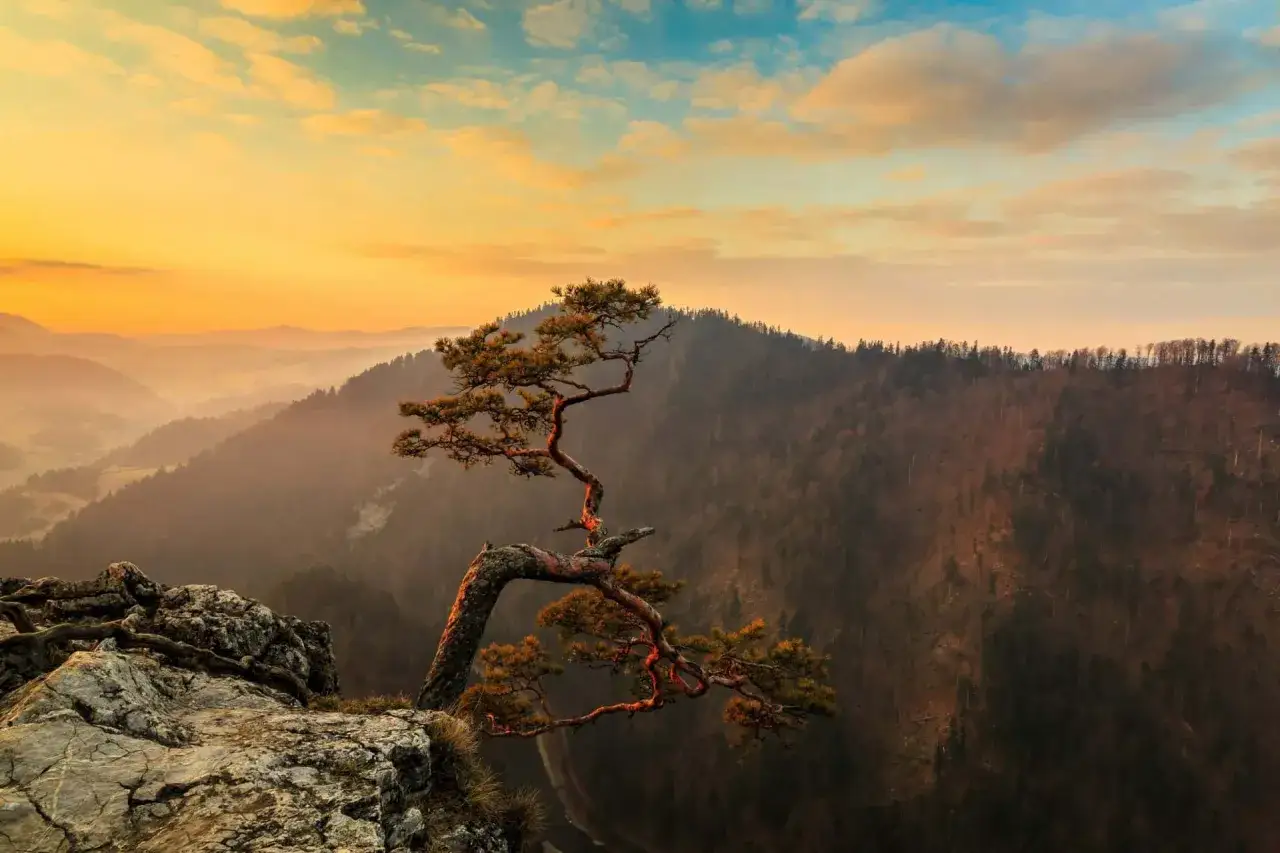 Samotna sosna na skale, z której rozpościera się widok na mgliste doliny i zalesione **pieniny szczyty** o zachodzie słońca.