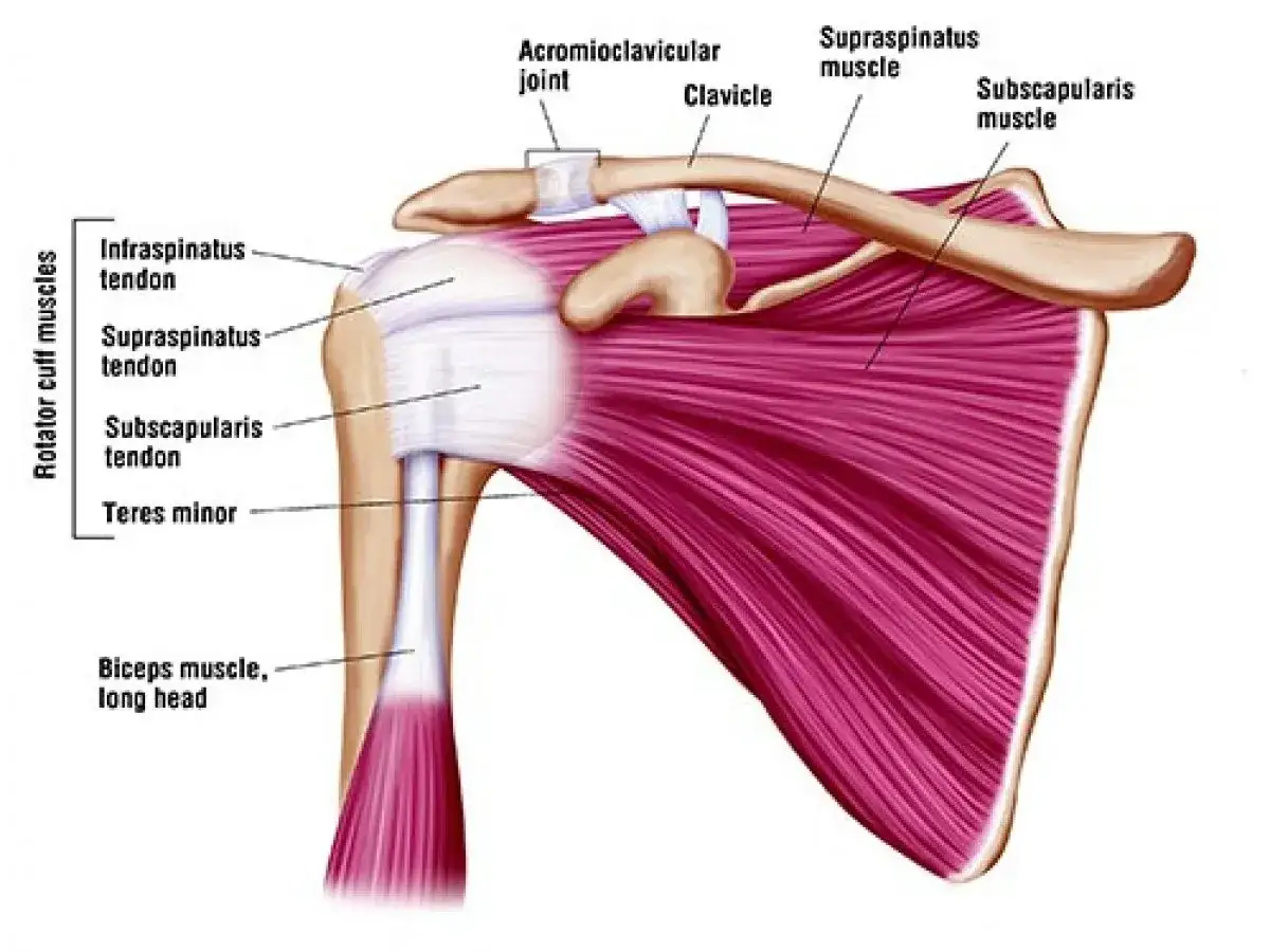 Anatomia barku z zaznaczonymi mięśniami stożka rotatorów i ścięgnami, pomocne przy zrozumieniu przyczyn bólu barku.