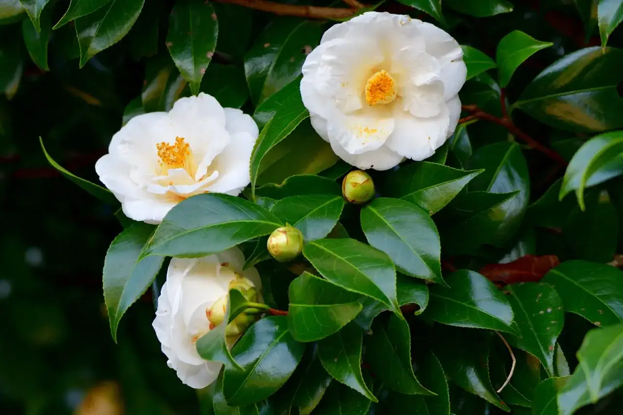Trois camélias blancs épanouis, aux étamines jaunes vives, se dressent parmi des feuilles vertes lustrées. L'entretien de ces fleurs est essentiel pour leur floraison.