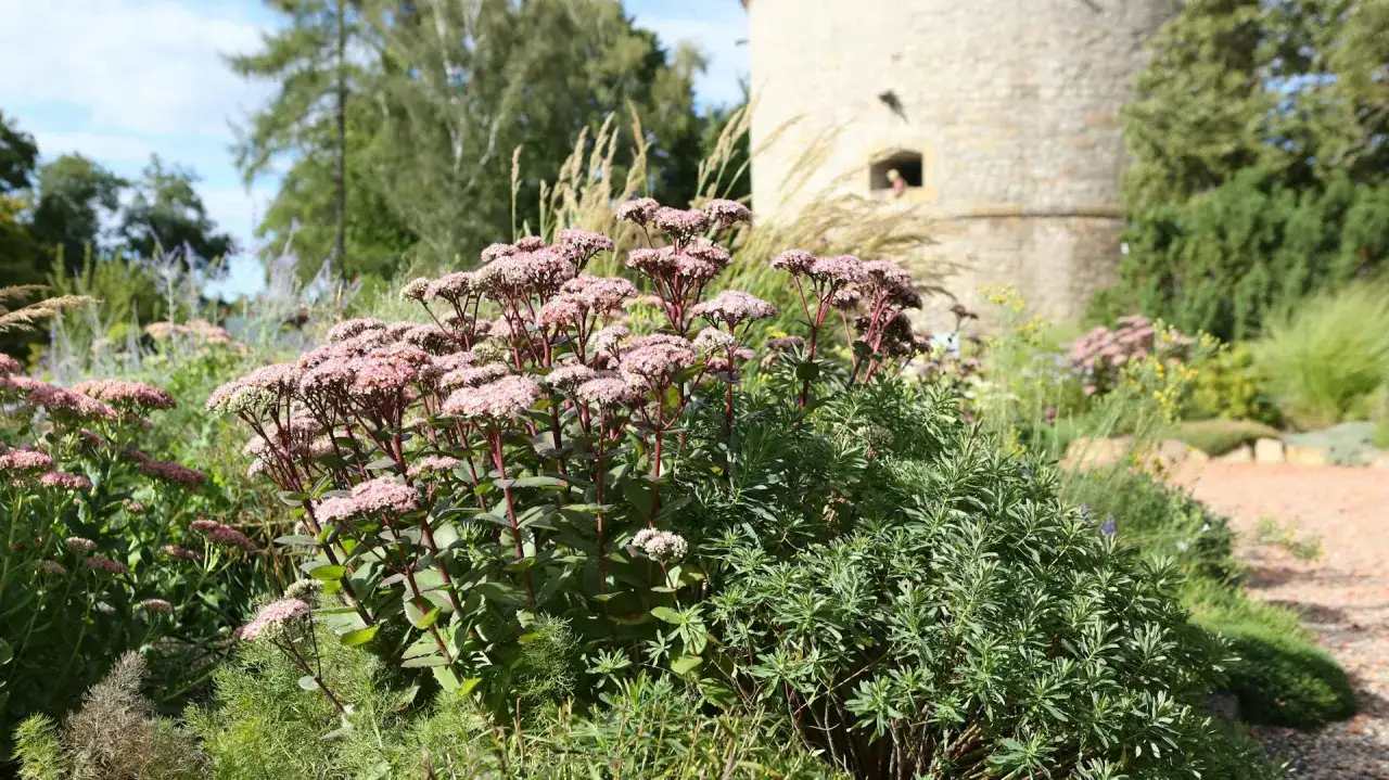 Ein Garten mit rosa Blüten der Fetthenne im Vordergrund. Im Hintergrund ein alter Turm und Bäume.