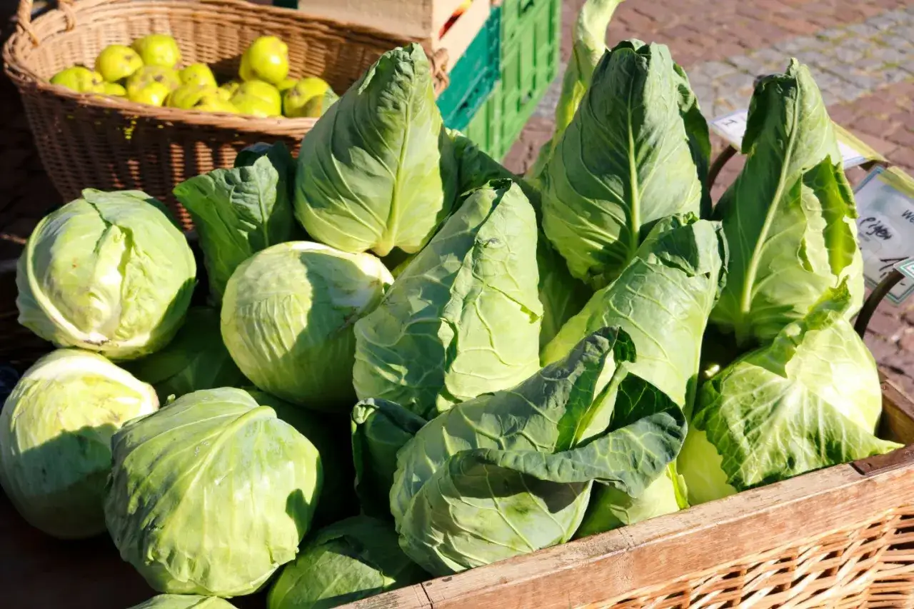 Frischer spitzkohl erntezeit in einem Holzkasten. Daneben ein Korb mit &Auml;pfeln.