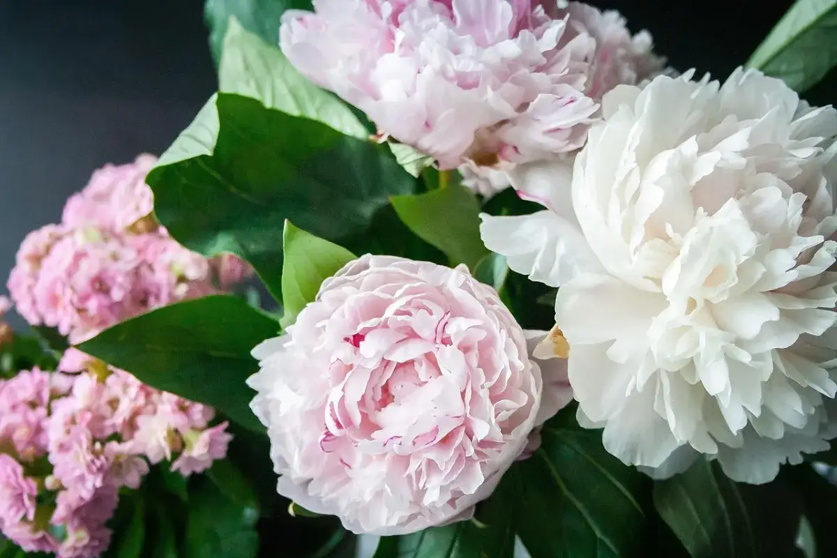 Un bouquet di peonie rosa e bianche, con petali soffici e foglie verdi lussureggianti. Il colore peonia domina la scena, evocando delicatezza e romanticismo.