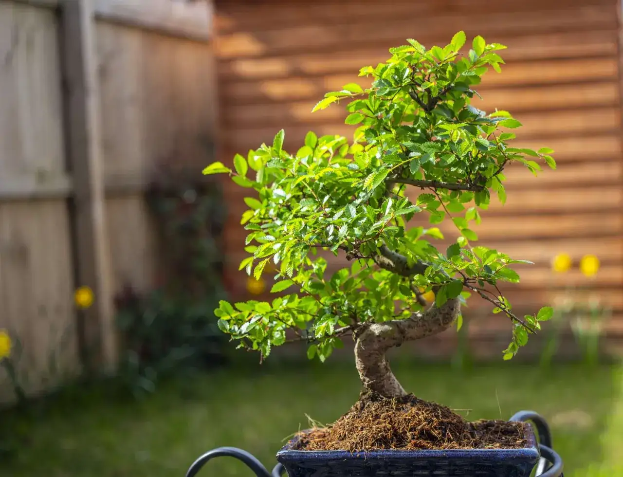 Un magnifique arbre nain d'origine asiatique, aux feuilles vertes vives, est présenté dans un pot bleu, sur un fond de jardin ensoleillé.