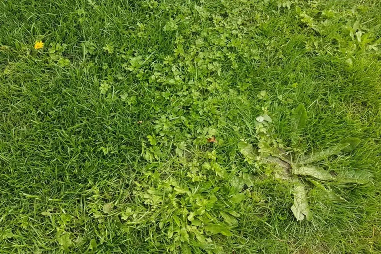 Ein dichter Rasen mit vereinzelten gelben Blüten und viel kriechendem Unkraut, das sich zwischen den Grashalmen ausbreitet.