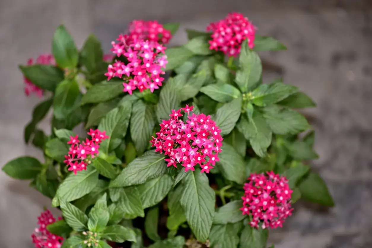 Un cespuglio di pentas pianta con fiori rosa vivaci e foglie verdi lussureggianti.