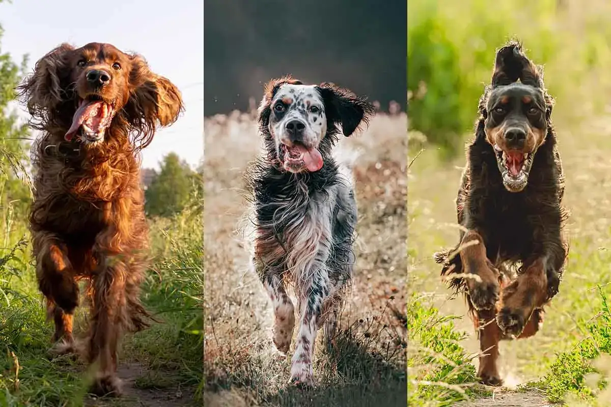 Un setter irland&eacute;s negro corre feliz por el campo.