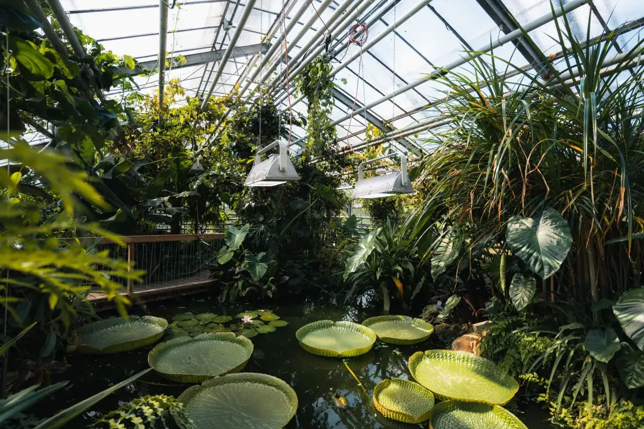 Tropenhaus im botanischen Garten NRW mit riesigen Seerosenbl&auml;ttern und &uuml;ppiger Vegetation.