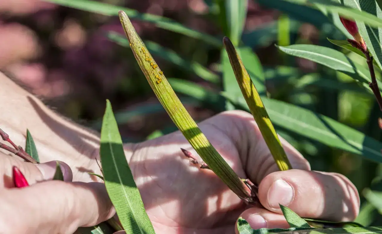 Hände halten Oleander-Samenkapseln, bereit, um Oleander zu vermehren. Kleine gelbe Punkte auf einer Kapsel.