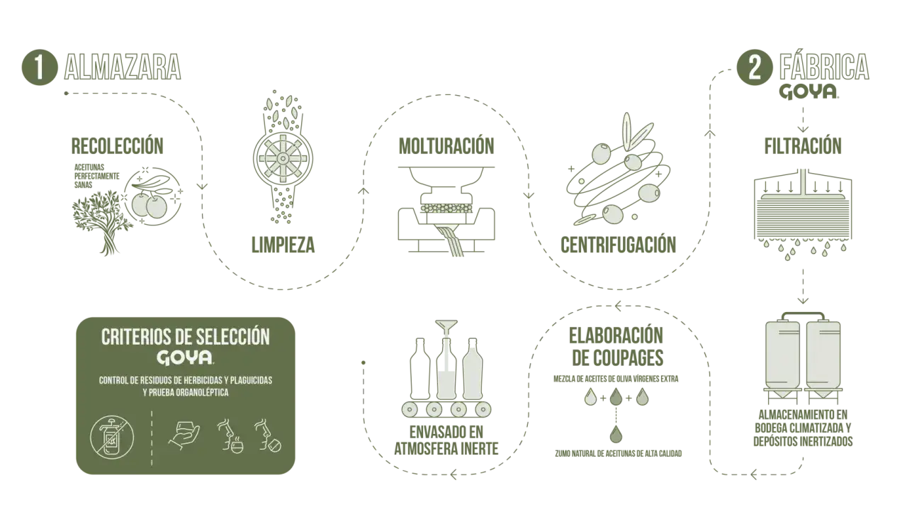 Proceso de como se hace el aceite de oliva: recolecci&oacute;n, limpieza, molturaci&oacute;n, centrifugaci&oacute;n, filtraci&oacute;n, elaboraci&oacute;n de coupages, envasado y almacenamiento.