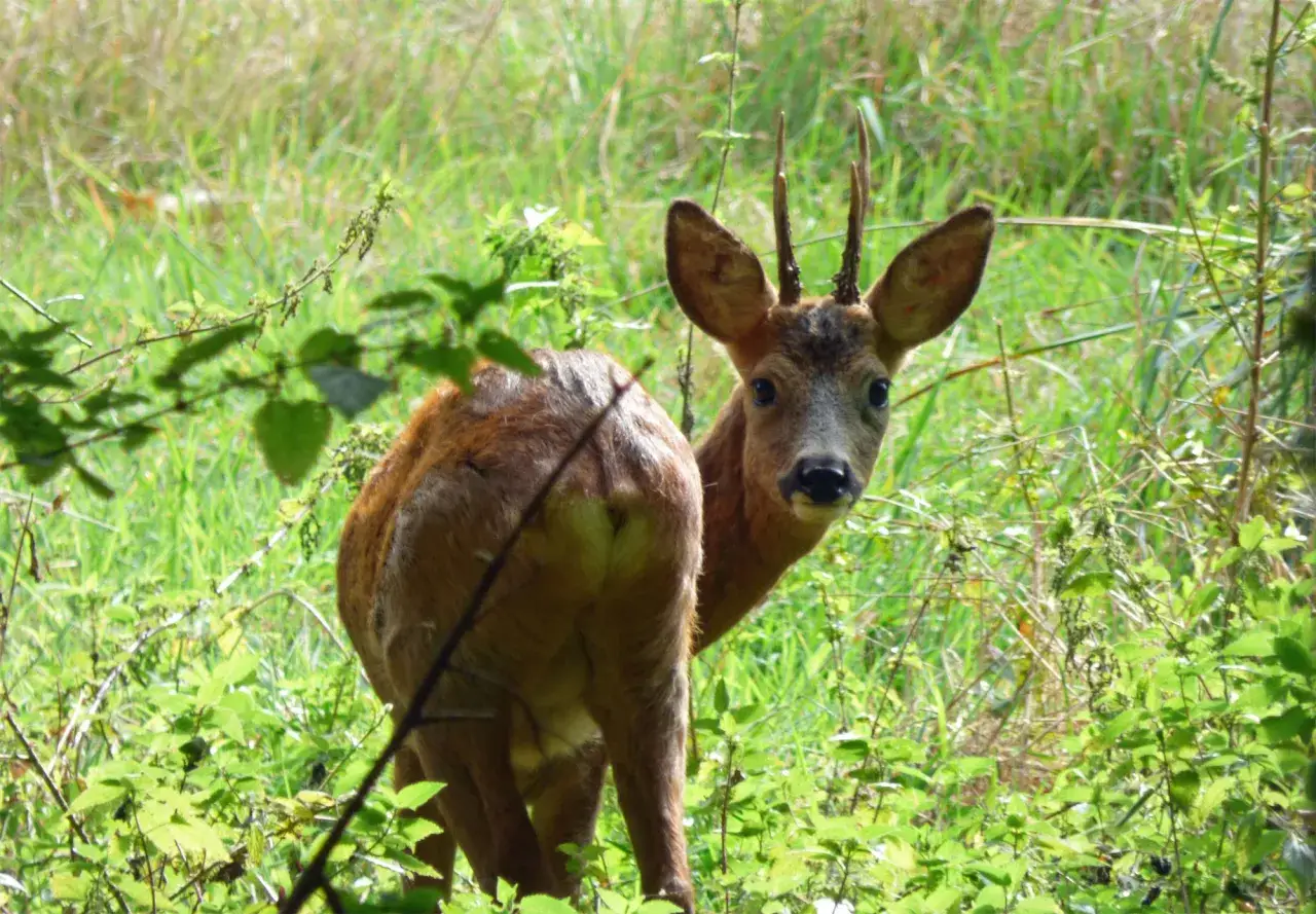 Un jeune chevreuil, avec ses petites cornes, observe curieusement depuis un sous-bois verdoyant en France.