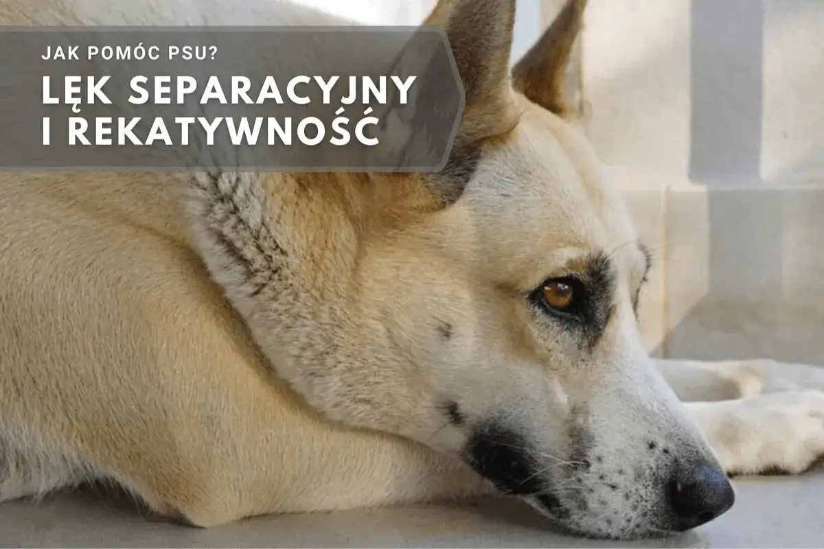 Smutny pies leży, cierpiąc na okresy lękowe. Tekst na obrazie m&oacute;wi o lęku separacyjnym i rekatywności u ps&oacute;w.