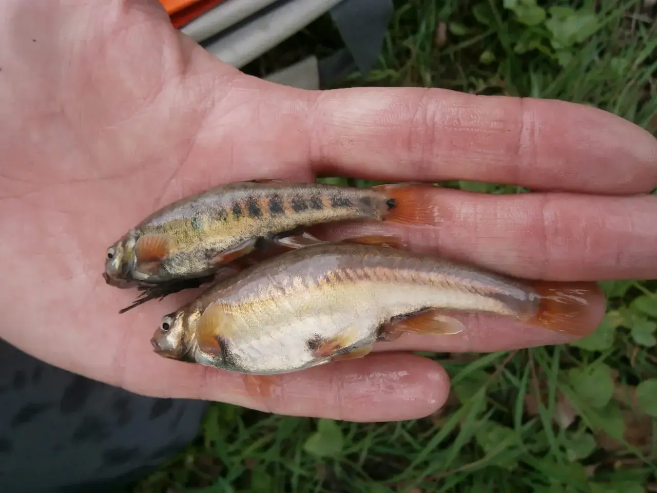 Deux jolis poissons vairons, aux reflets argent&eacute;s et dor&eacute;s, reposent dans une main.