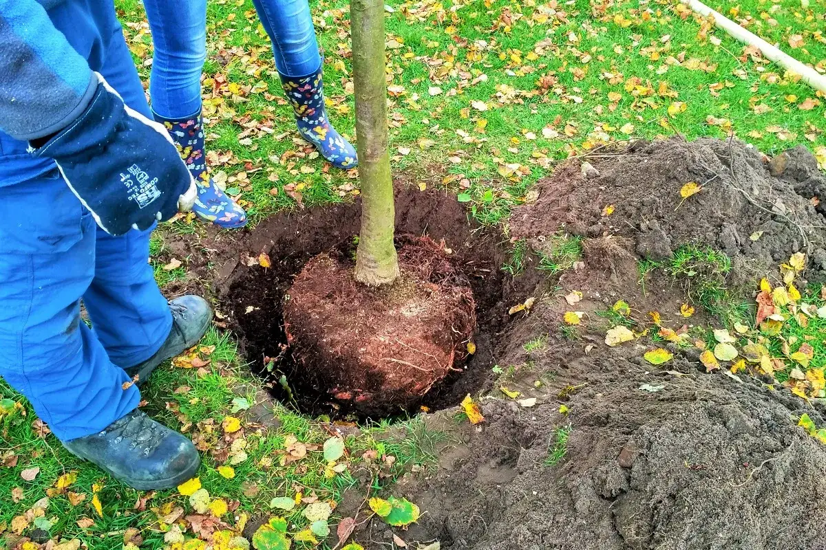 Sadzonka drzewa z bryłą korzeniową gotowa do posadzenia. Dwie osoby w niebieskich ubraniach i kolorowych kaloszach przygotowują miejsce w ziemi.