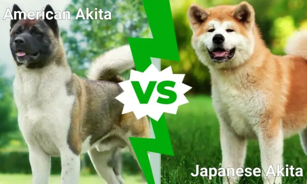 Akita japońska vs Akita amerykańska por&oacute;wnanie