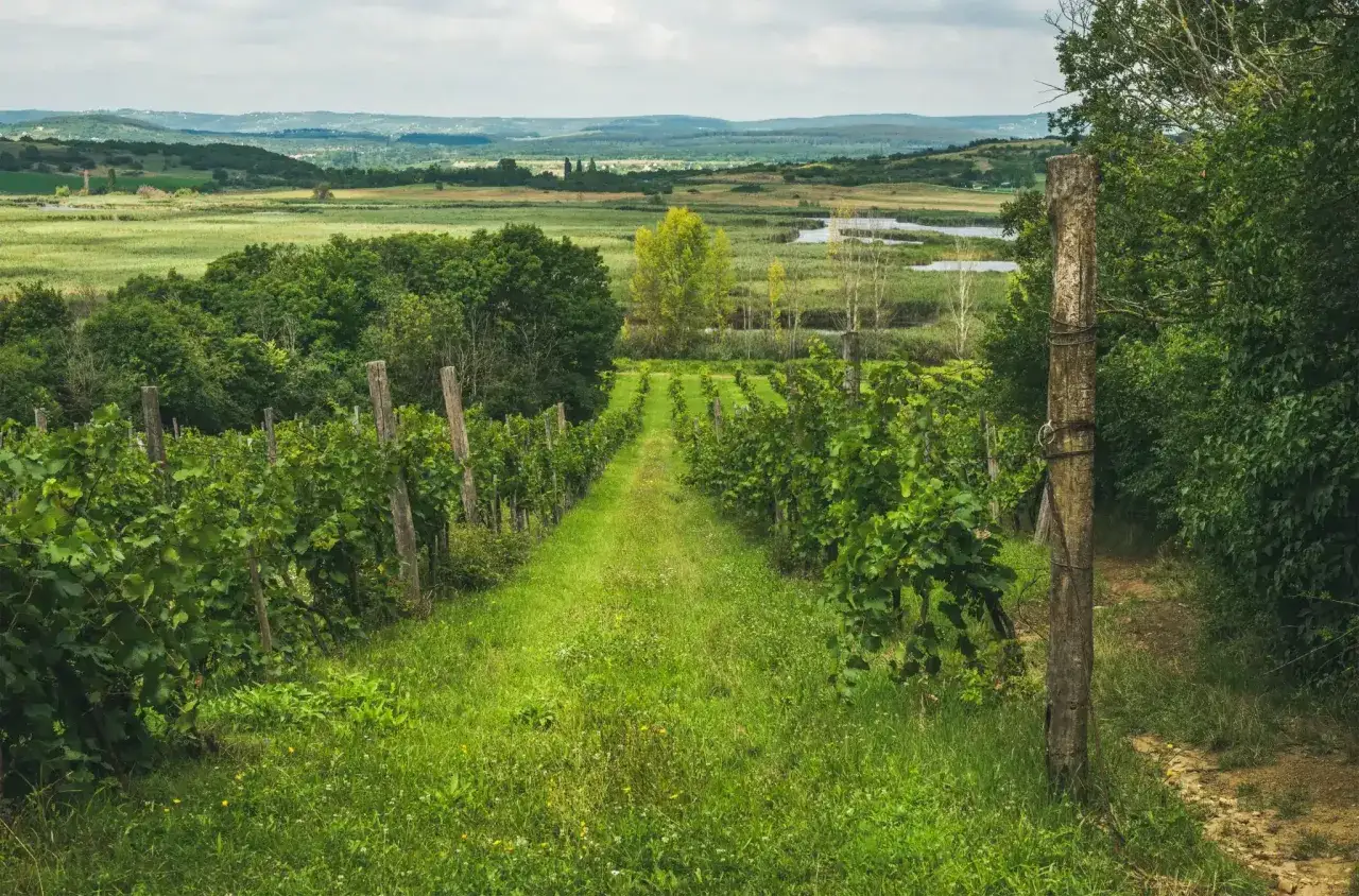 Allées verdoyantes dans un vignoble hongrois, menant vers des collines et des plans d'eau.