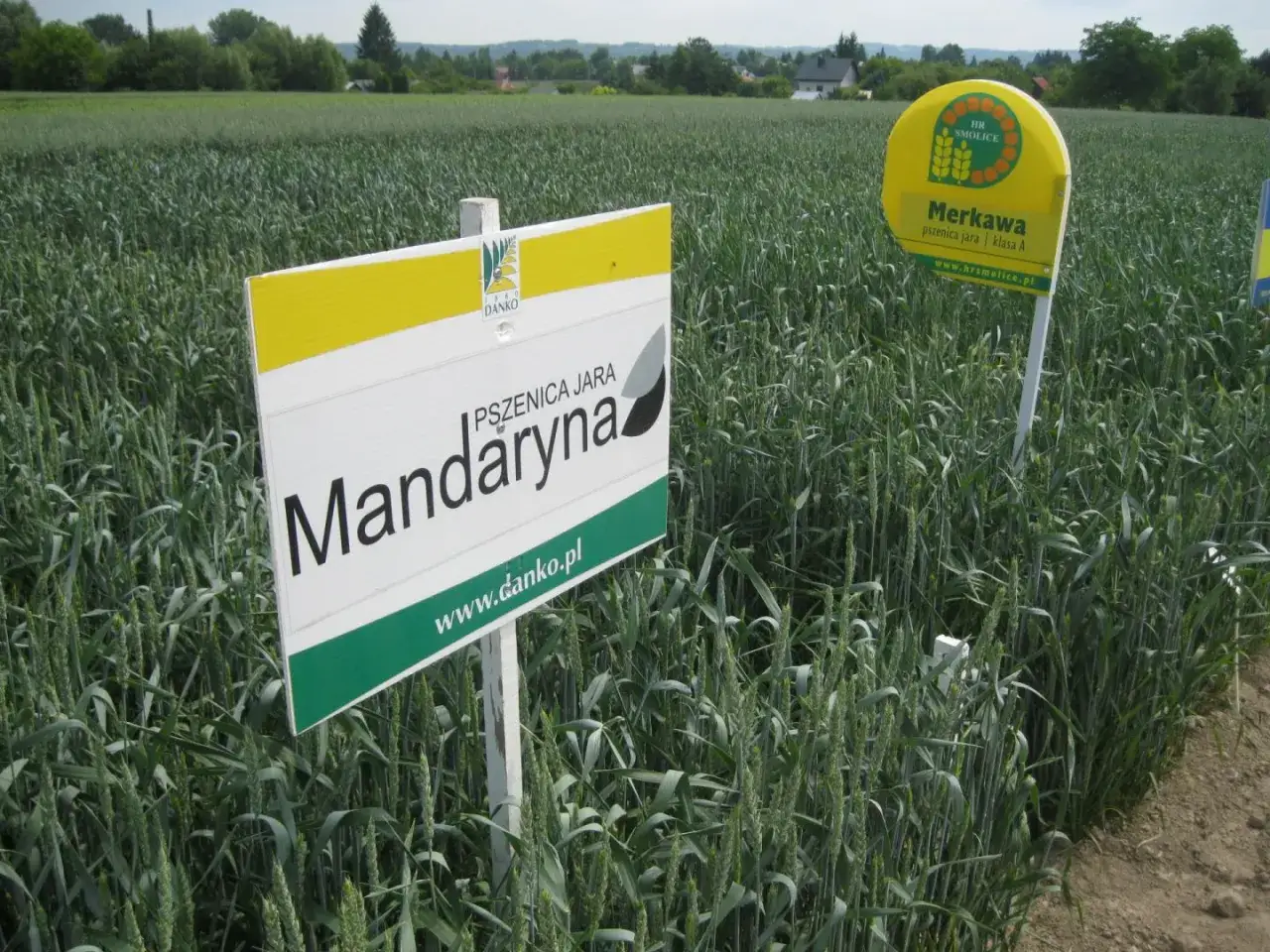 Pole pszenicy jarej odmiany Mandaryna. Tabliczka informuje o terminie siewu, kt&oacute;ry jest kluczowy dla uzyskania dobrych plon&oacute;w.