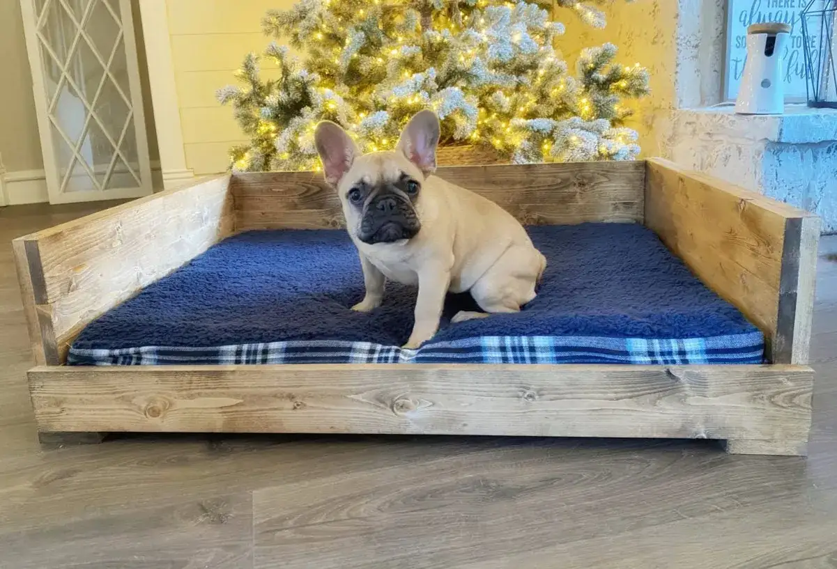Un bulldog francés prueba una cama para perros hecha a mano, con un cojín azul y un fondo festivo con un árbol de Navidad.