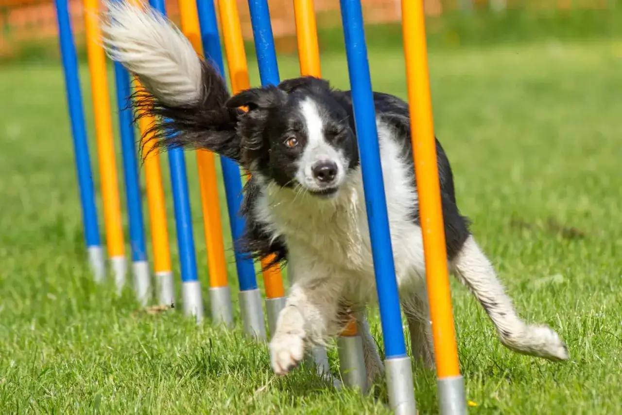Zwinny owczarek border collie z gracją przebiega przez tor przeszkód, zręcznie omijając niebieskie i pomarańczowe tyczki.