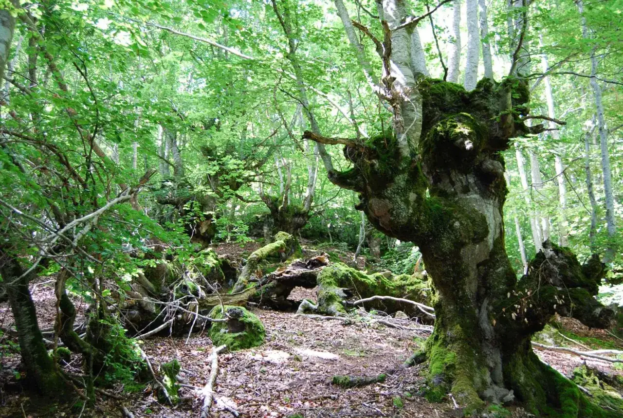 &Aacute;rboles retorcidos y cubiertos de musgo en el **bosque de carlac**. La luz del sol se filtra entre las hojas verdes, creando un ambiente m&aacute;gico.