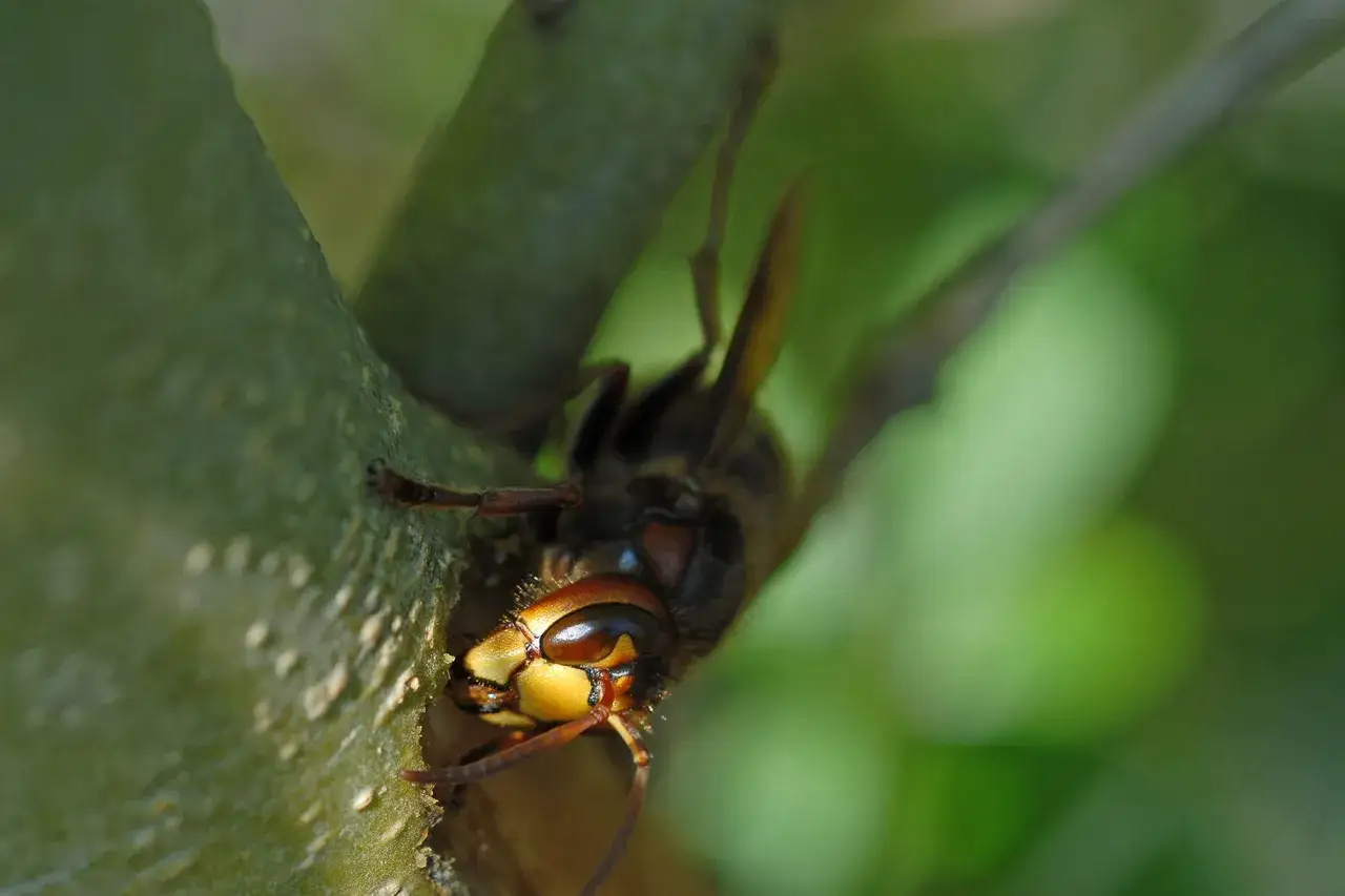Nahaufnahme einer Hornisse, die sich an einem Ast festhält. Sie zeigt, was fressen Hornissen: Insekten und Larven.