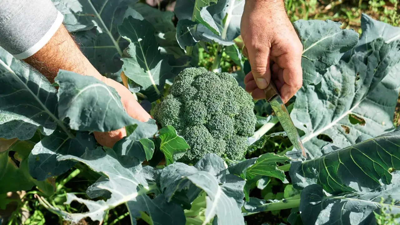 Här skördas en stor, grön broccoli. Det är en härlig känsla att odla broccoli själv och se resultatet.