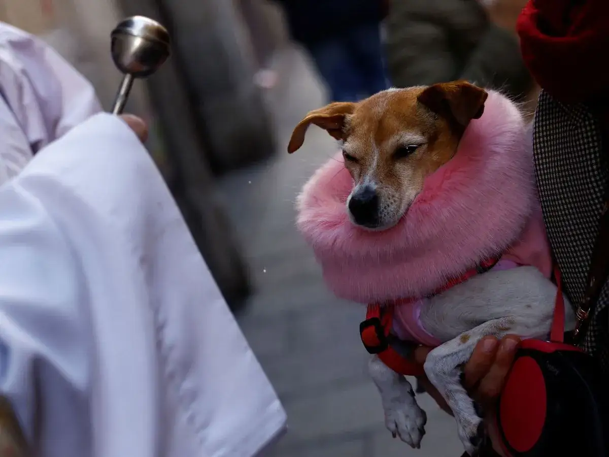 Perro con collar rosa, listo para la bendici&oacute;n en el d&iacute;a de las mascotas.