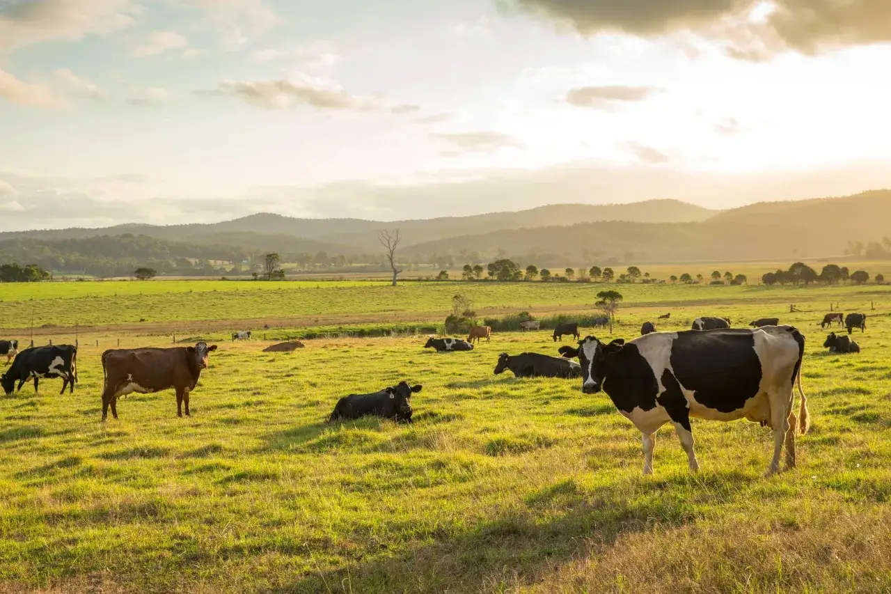 Vacas pastando en un prado verde al atardecer, con una **concha y sierra** de colinas ondulantes al fondo.