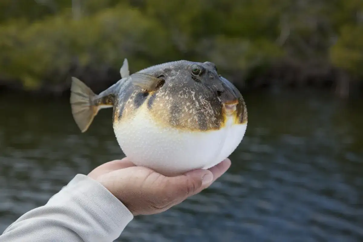 Kugelfisch in Hand, der an giftige Fische in Norwegen erinnert. Vorsicht ist geboten!