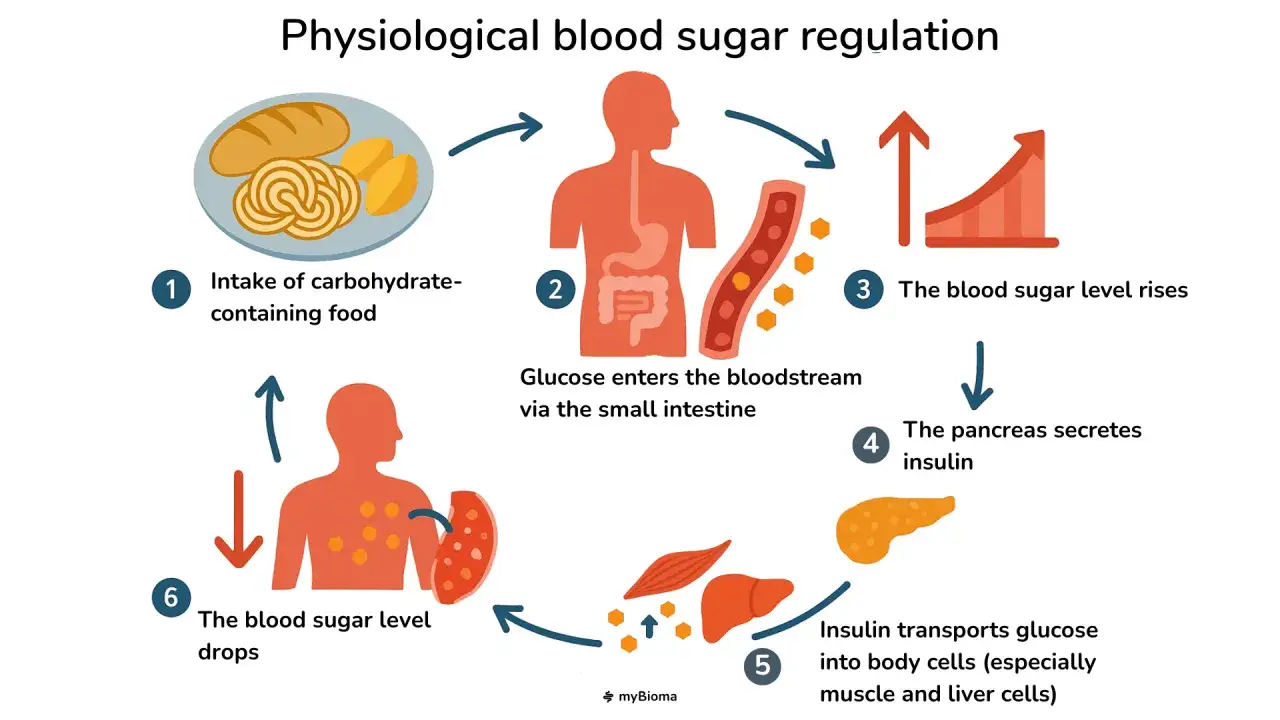 Regolazione glicemia: dopo aver mangiato carboidrati, il pancreas secerne insulina per abbassare lo zucchero nel sangue. Il glucagone agisce in senso opposto.