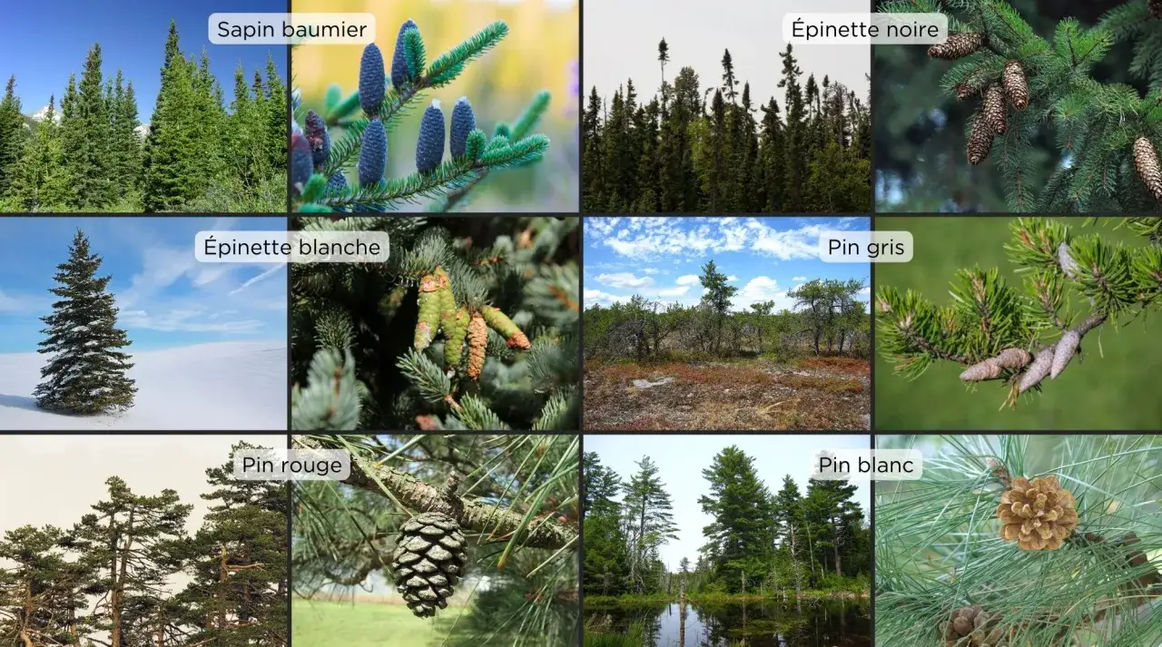 Gros plan sur des c&ocirc;nes brun&acirc;tres pendant &agrave; une branche d'&eacute;pinette noire, avec des aiguilles vertes sombres en arri&egrave;re-plan.