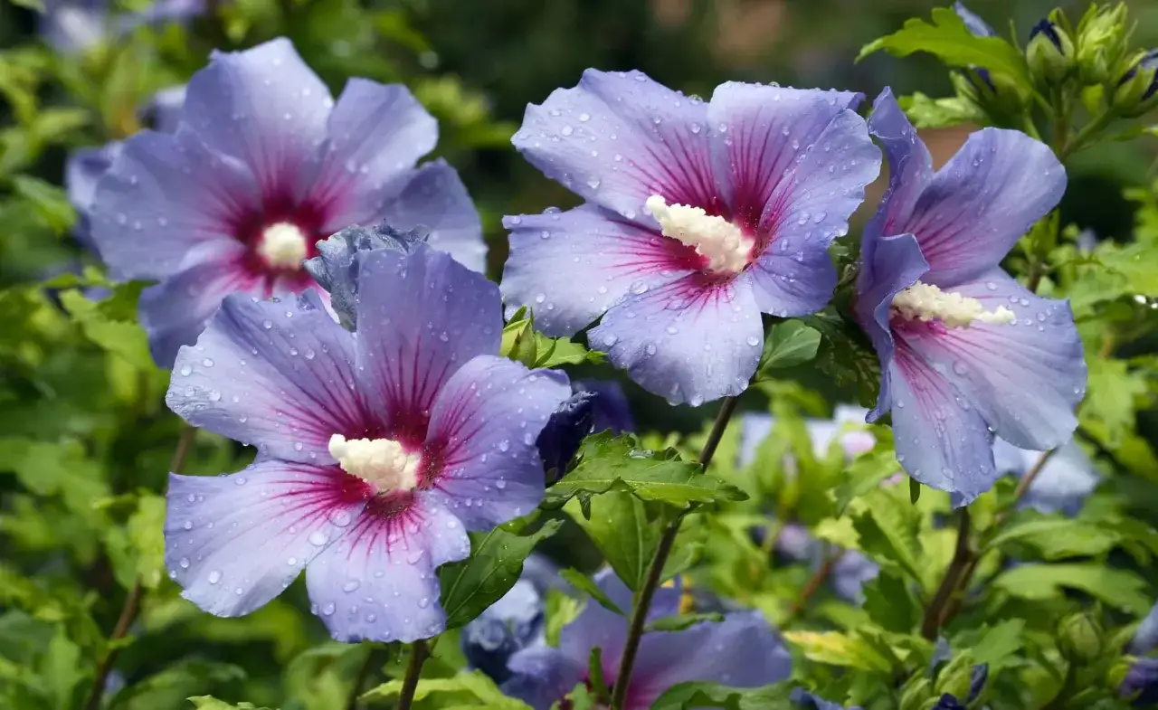 Blauer Hibiskus mit Wassertropfen. Die Vermehrung von Hibiskus ist in manchen Regionen verboten, aber diese Blüten sind trotzdem wunderschön.
