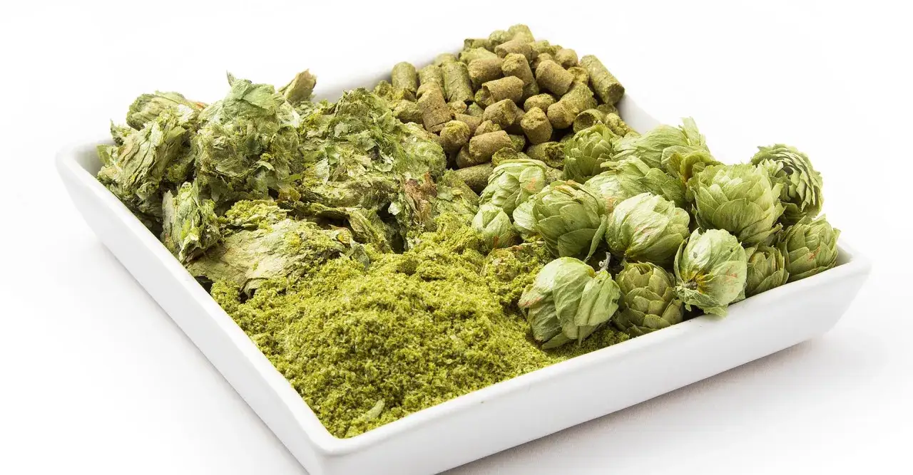 Un plat blanc présente différentes formes de houblon : des cônes entiers, de la poudre verte et des granulés. Ces ingrédients sont essentiels à la fabrication de la bière.