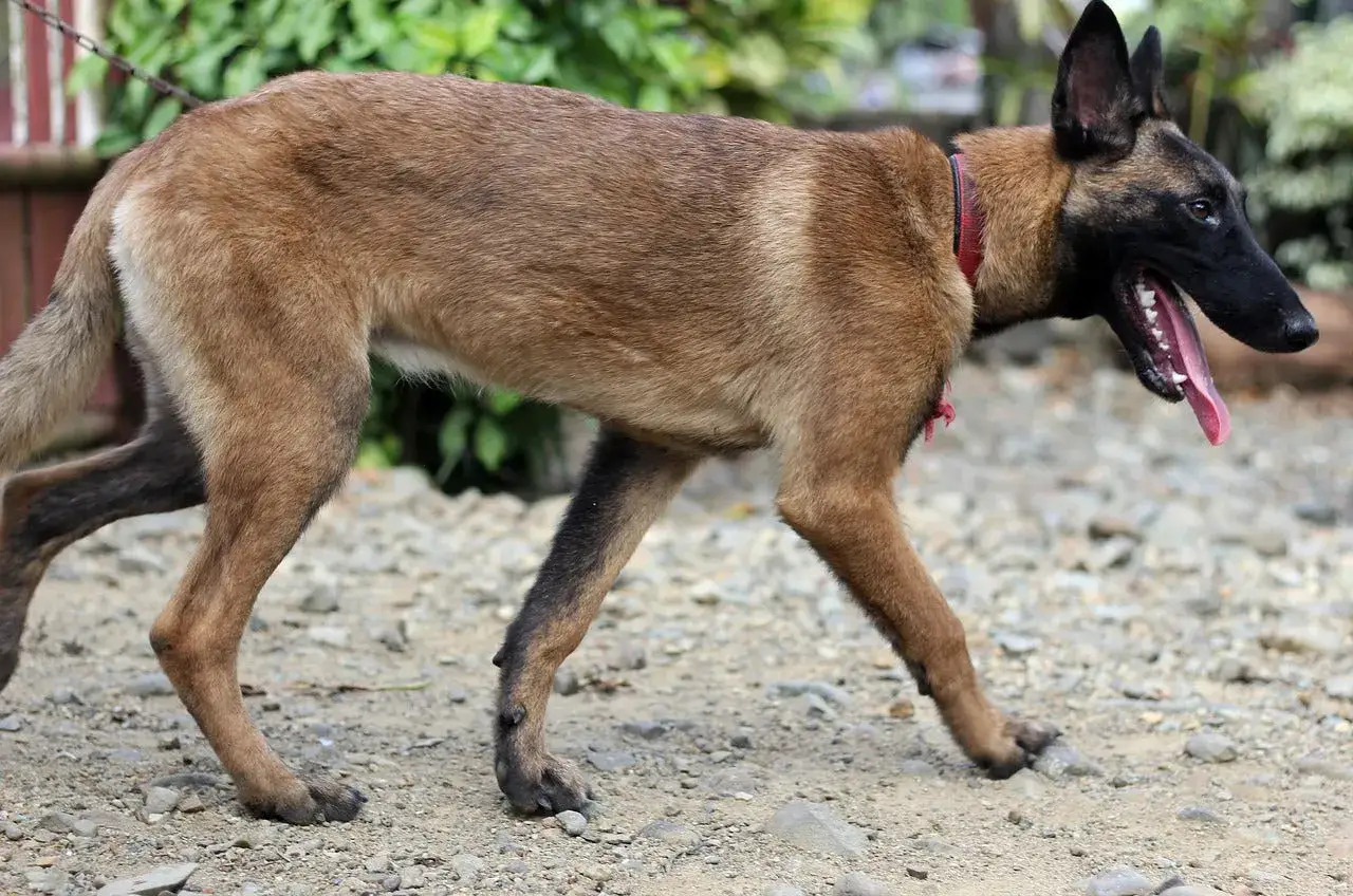 Malinois, rasa psa na m, z otwartym pyskiem i wystawionym językiem, idzie po kamienistej ścieżce.